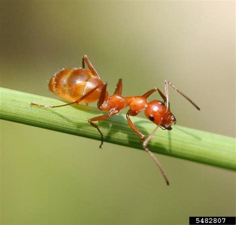 ant cum|The copulation biology of ants (Hymenoptera: Formicidae)